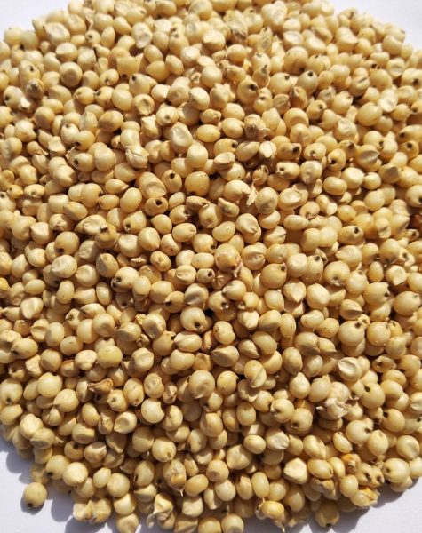 Natural Bajra Seeds, for Cattle Feed, Cooking, Packaging Type : Gunny Bag, Jute, Plastic Bag