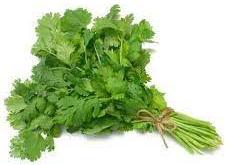 Fresh Coriander Leaves, Color : Green