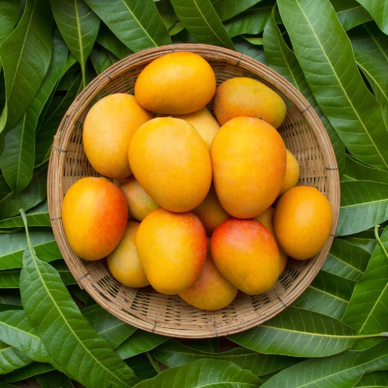 Common Fresh Mango,fresh mango, Color : Yellow