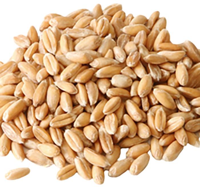 Non GMO Wheat, Style : Dried