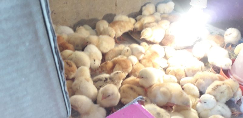 Live Hen Chicks, Packaging Type : Cartons Packed, Corrugated Boxes, Plastic Packets