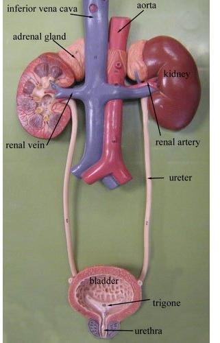 PVC Kidney Human Model