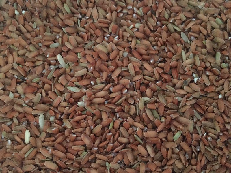 Organic Red rice, for Food, Form : Solid