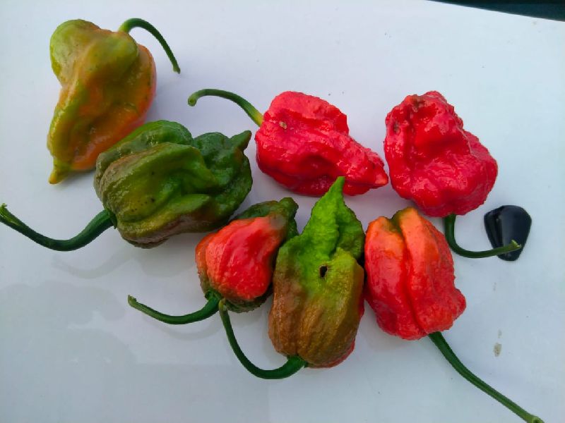 Raw Organic ghost pepper, for Spices, Packaging Size : KG