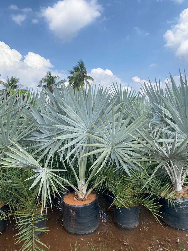 palm trees Buy Palm Trees in East Godavari Andhra Pradesh India from Gopal nursery