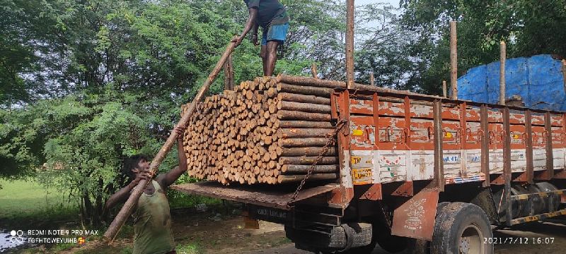 Round natural Casuarina Wood Poles, for centering shop use, Length : 7 to 25 feet