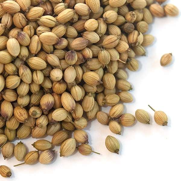 Coriander seeds, for Cooking, Grade Standard : Food Grade