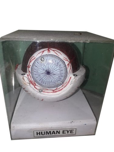 Human Eye Anatomical Model