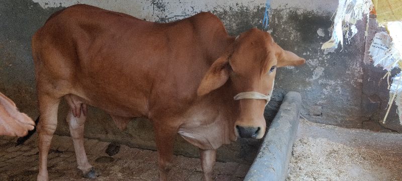 sahiwal Cow Supplier In karnal