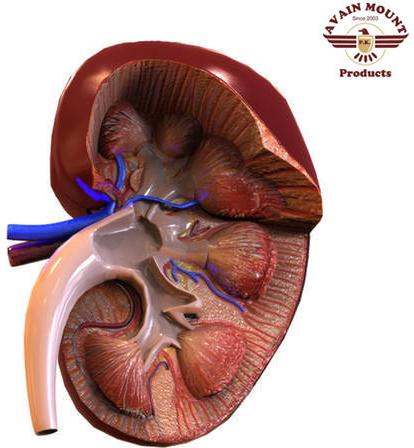 Kidney Anatomy Models
