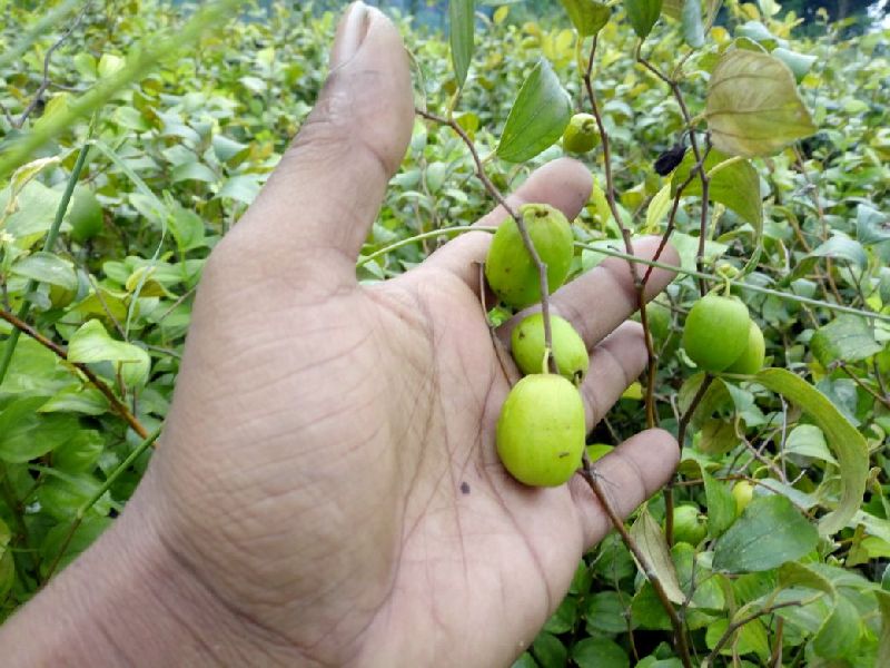 Apple Ber plant