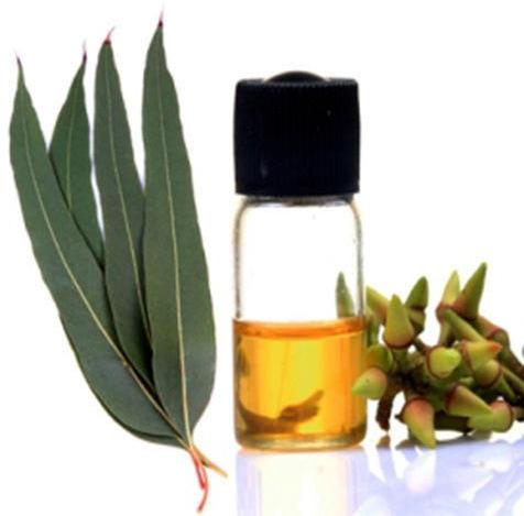 Eucalyptus oil, for Medicine