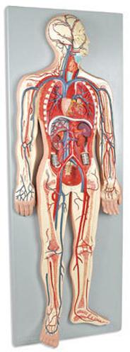 Blood Circulatory System Anatomical Model