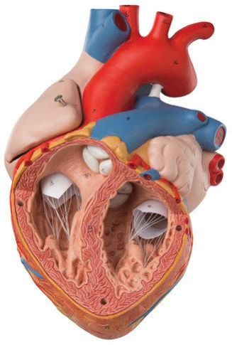 Heart Anatomical Model