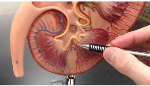 Plastic Kidney Anatomical Model