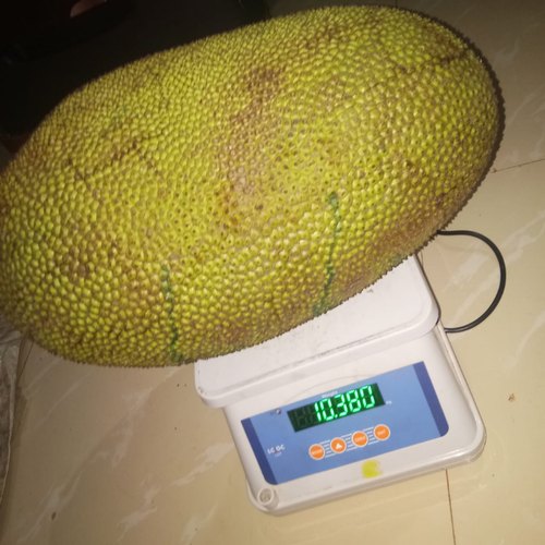 Green Jackfruit, Packaging Size : 10 Kg