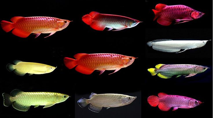 Aquarium Arowana Fish, Color : Brown, Creamy, Grey, Shiny Silver, Silver, Sky Blue, White