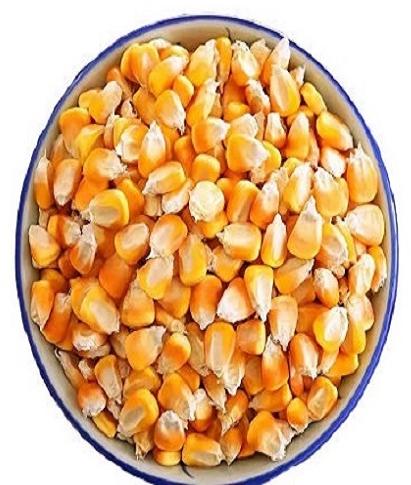 Yellow maize, for Animal Feed, Style : Dried