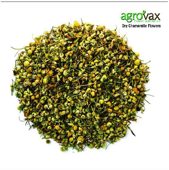 Agrovax Natural Dried Chamomile Flower, for Decoration
