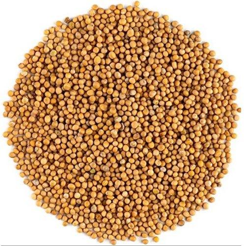 yellow mustard seeds