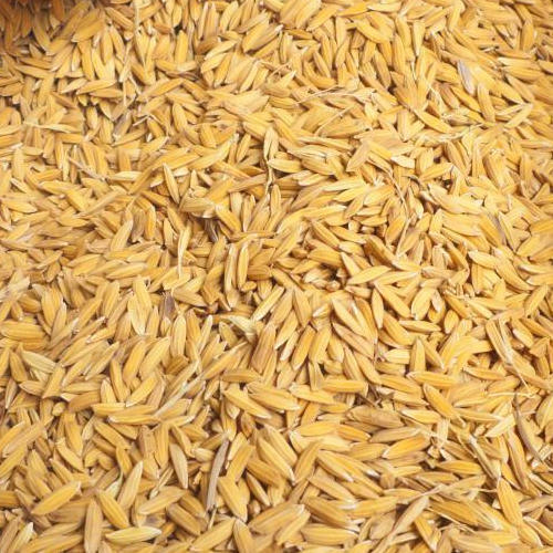 Organic Paddy Seeds, for Agriculture, Style : Dried