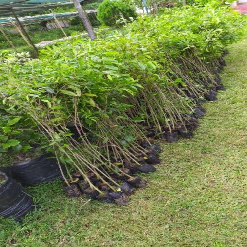 Organic Agarwood Plants, for Plantation, Color : Green