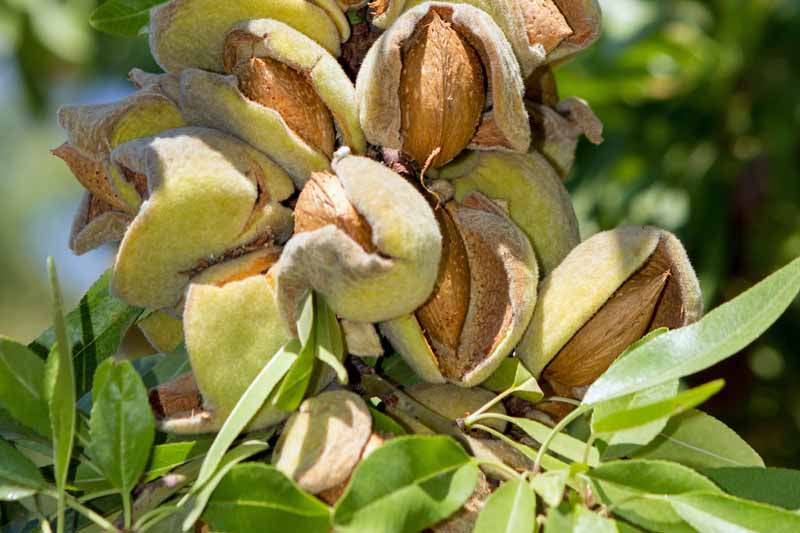 Almond Plants