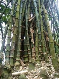 Balcooa Bamboo Plants, for Plantation, Color : Green
