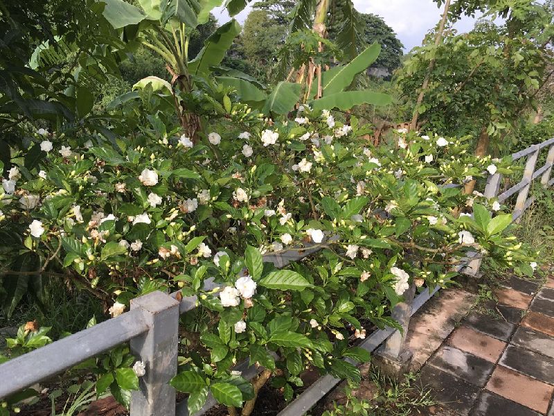 Banchub Plants