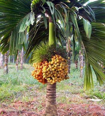 Organic betel nut plants, Style : Hybrid