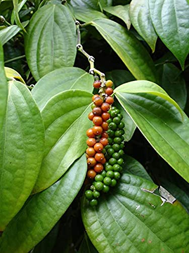 Organic Black Pepper Plants, Color : Green