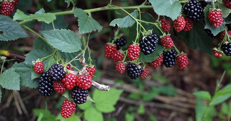 Organic Blackberry Plants, for Plantation, Color : Green