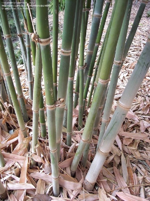 Dendrocalamus Brandisii Bamboo Plants, for Plantation, Color : Green at ...