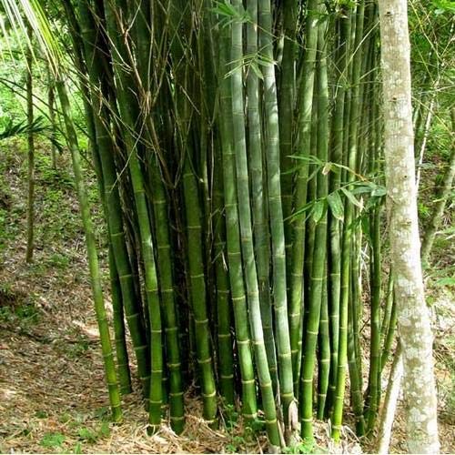 Dendrocalamus Strictus Bamboo Plants, for Plantation, Color : Green