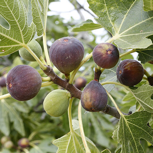 Fig Plants