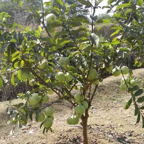 Organic Guava Plants, for Plantation, Color : Green