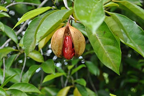 Nutmeg Plants, for Plantation