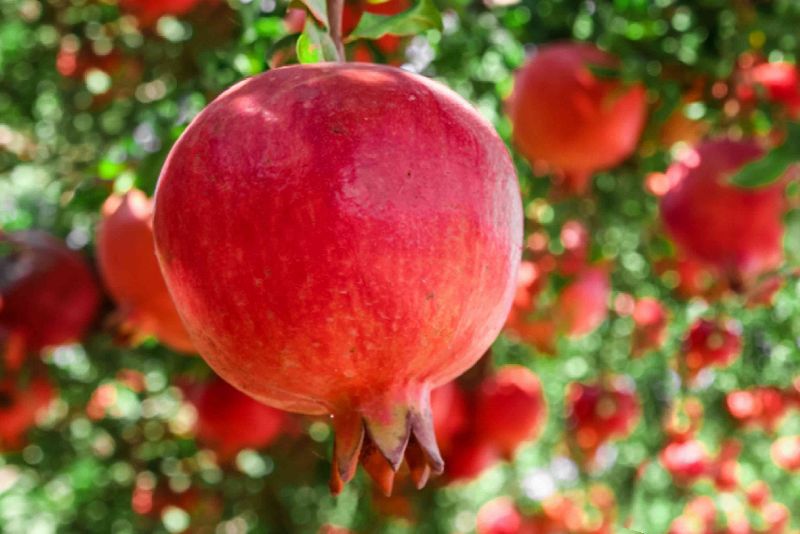 Organic Pomegranate Plants, for Plantation, Style : Hybrid