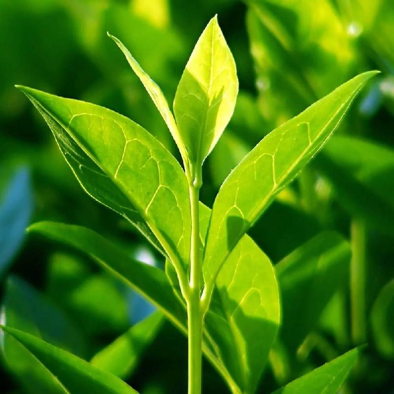 Organic Tea Plants, for Plantation, Color : Green