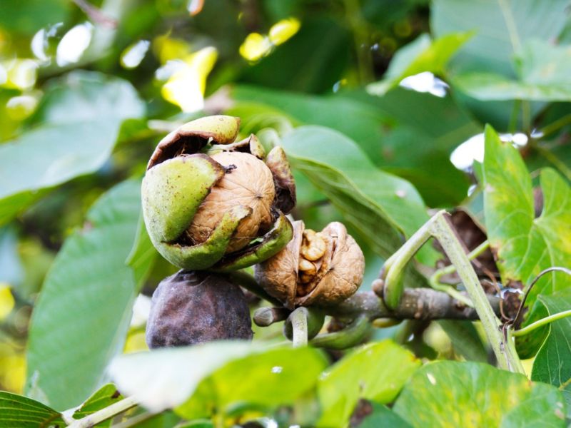 Walnut Plants, for Plantation