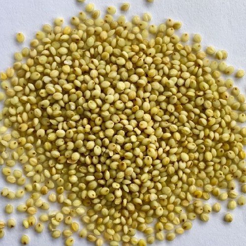 Browntop Millet, Packaging Type : 25kg Bags