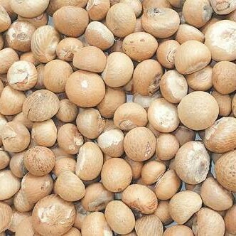 White Areca Nuts