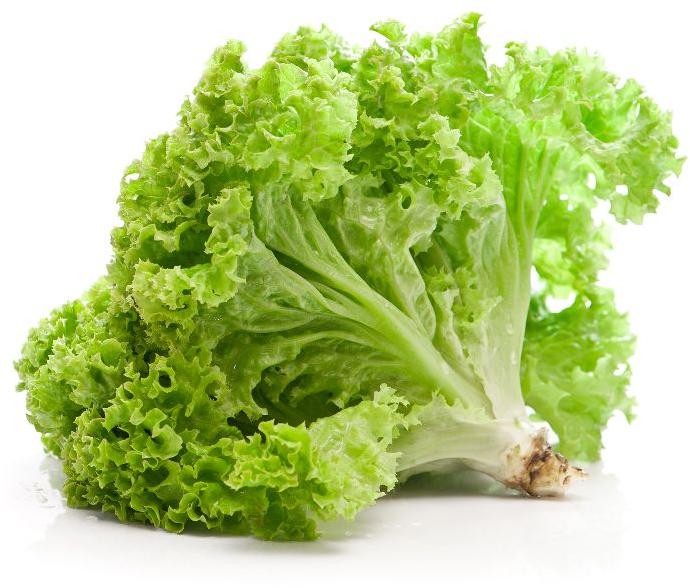 Organic Lettuce, for Human Consumption, Certification : FSSAI Certified