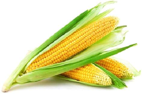 Organic Sweet Corn