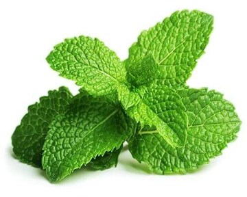 100% Natural Menthol, Packaging Size : 10-20kg