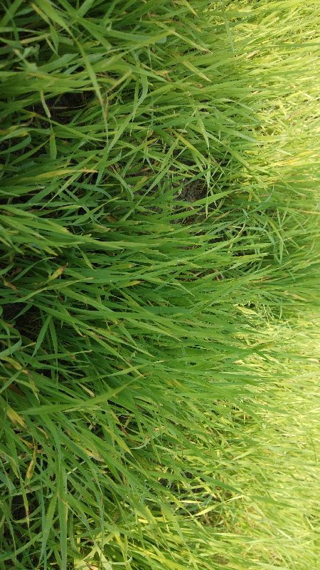 dried wheatgrass