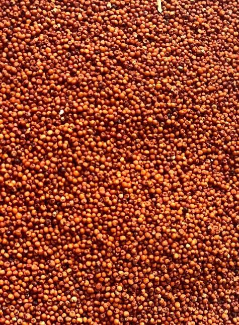 Natural ragi seeds, for Cooking, Style : Dried