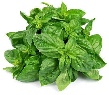 Holy Basil Leaves