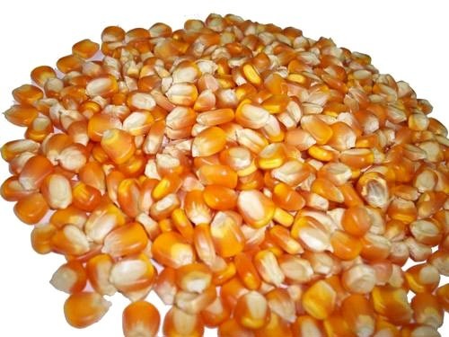 Maize Seeds, for Human Consumption