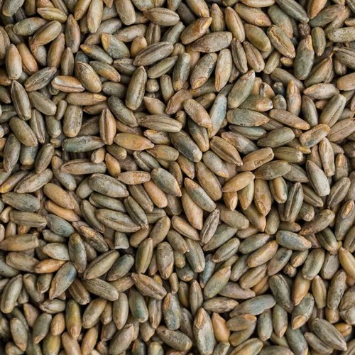 Organic Rye Seeds, for Bakery Products, Cooking, Packaging Size : 10-20kg